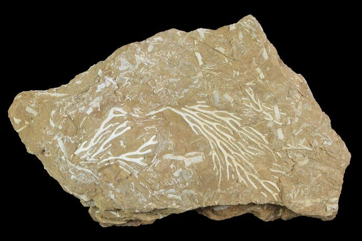 Ordovician Bryozoan (Pseudohornera) Plate - Estonia #98022